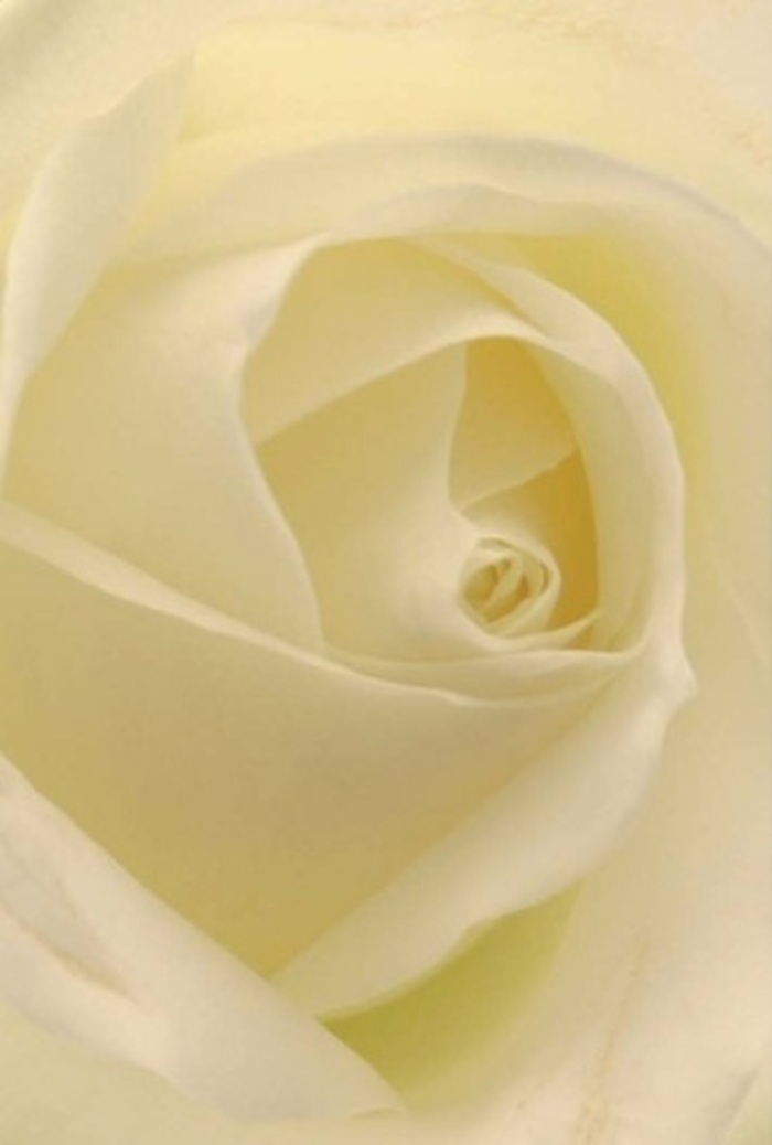 Draw close to this beautifully captured white rose, prepared with care by a skilled florist in Homerton-a true celebration of elegant simplicity. Each petal, from the luminous spiral at the core to the nearly sheer outer edges, is gently illuminated by soft morning light streaming over Wick Road. The interplay of creamy whites and pale yellows creates a tranquil, sophisticated composition, evoking the promise of new beginnings on a quiet Hackney morning. The harmonious layering of each petal, curling and folding in seamless succession, mirrors the peaceful flow of the River Lea nearby. This classic rose stands as the perfect gesture for heartfelt occasions-be it a tender apology, a romantic offering, or an exquisite focal point for a wedding table in Victoria Park. The subtle intricacy of the shadows, the purity at the heart of each spiral, and the serene elegance-all combine to impart a gentle, soothing fragrance. This arrangement radiates both strength and vulnerability, offering the kind of honest beauty and quiet resilience that speak volumes when words cannot. The artistry seen here reflects the dedication of Homerton's local floral community, committed to meaningful expressions through flowers.